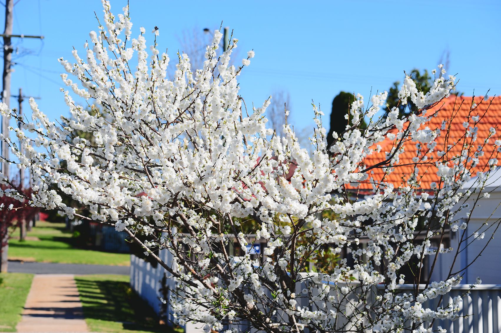 Toowoomba spring